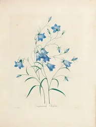 Blauwe bloemen, uit 
